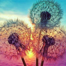 5D DIY Diamond embroidery sunset dandelion diamond painting Cross Stitch Rh D4D7