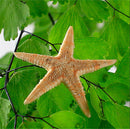 20 pcs Mini Cute Small Starfish Sea Star Shell Beach Home Decor DIY Craft