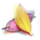 50 Pieces Mix Colors Natural Magnolia Skeleton Leaves Leaf Large - 13 - 15cm in