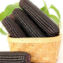 20Xsweet glutinous black corn seeds purple black waxy corn seeds red and LJ