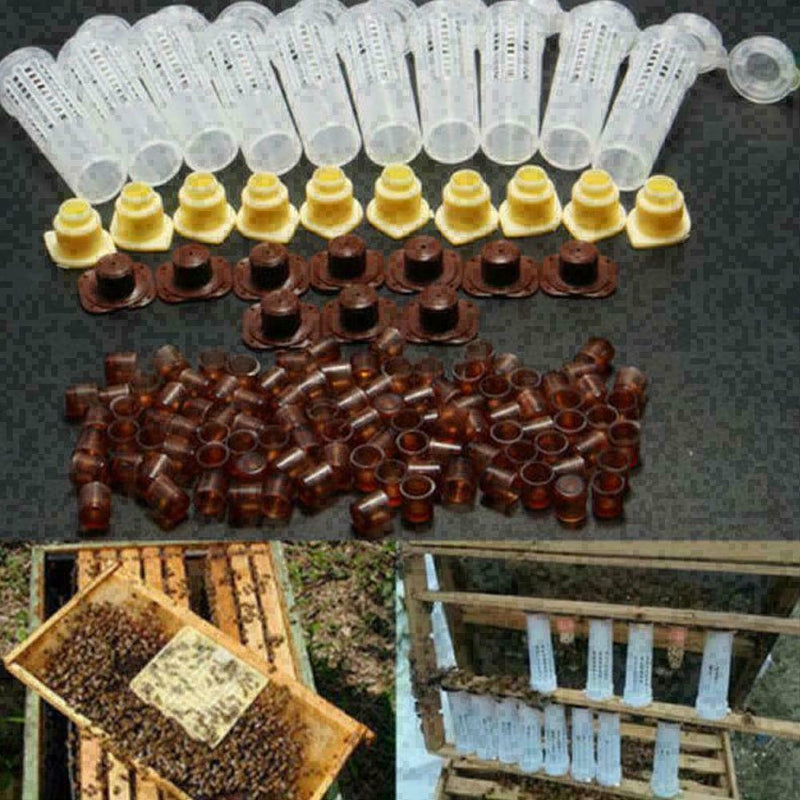 10PCS Beekeeping Rearing Cup Kit Bee Cages Beekeeper Equipment Tools T4M8 V F0O4