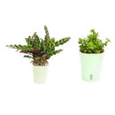 7'' H Self Watering Planter Modern Decorative Flowers Pots For