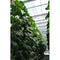 30x Tomato Double Hooks w/ Twine For Planting Vegetable Planting Supplies