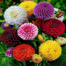 200Pcs Beautiful Mixed Color Zinnia Flower Plant Seeds Garden Bonsai Seeds LJ