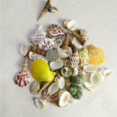 Aquarium Beach Nautical DIY Shells Mixed Bulk Approx Shell 100g Sea Fashion T2R0