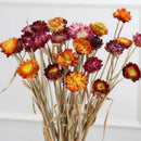 20Pcs Dried Flower Daisy Natural Artificial Flower Colorful Chrysanthemum O R6Z1