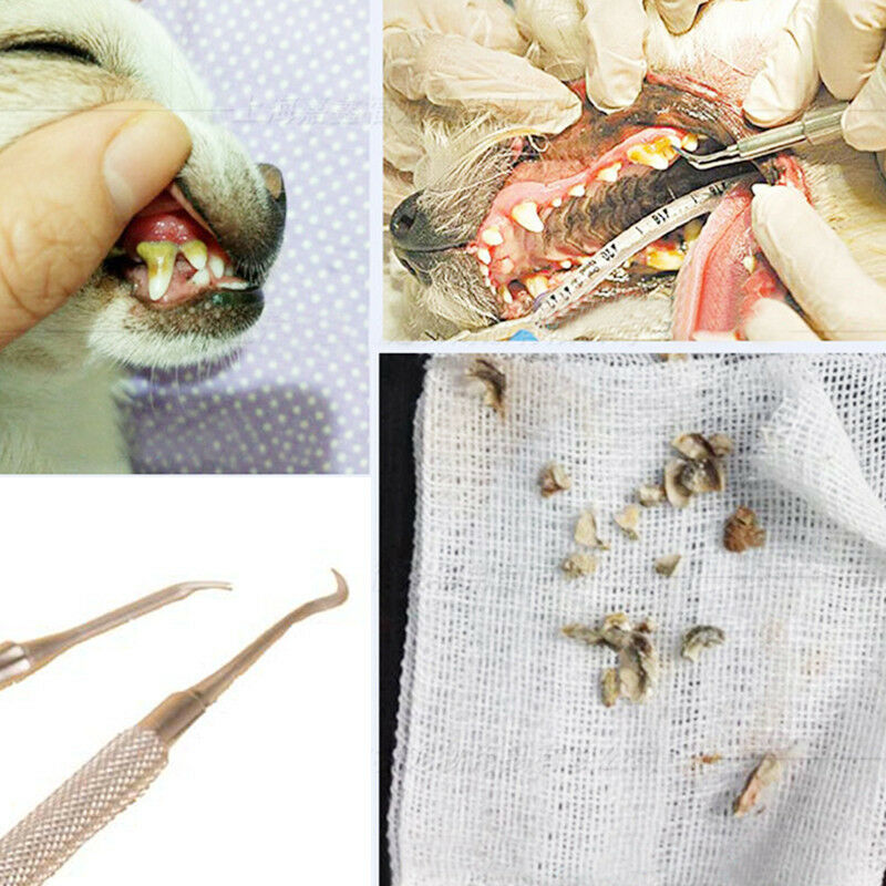 Pet-Dog-Double-Head-Tartar-Calculus-Remover-Pet-Oral-Teeth-Cleaner-Tools Pro HOT