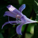 2 X Purple Amaryllis Bulbs Beauty Bonsai Flowers Garden Viewing-Decor U7I1 Q5V1