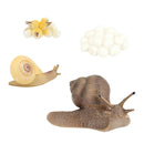 Simulation Snail Growth Life Cycle Child Educational Learning Cognitive Toys