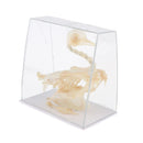 Real Pigeon Skeleton Specimens Biology Teaching Instruments Student Science
