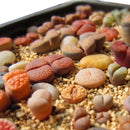 50 Lithops Seeds Living Stones Succulent Cactus Bulk Seed Pot Decor ly