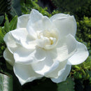 50pcs Jasmine Gardenia Seeds Light Fragrant White Color Bloom Five Petal DecoSP