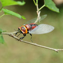 Summer Insect Statue Tree Lawn Ornament DIY Animal Sculpture Decor Cicada