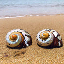 Natural South African Snail Sea Shell Coral Fish Tank Home UK Decoration M9T9