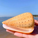1PC Sea Shell Natural Conch Specimen Beach DIY Decor Aquarium Home U8J0