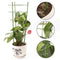 Climbing Plants Support, Garden Trellis Flowers Tomato Cages Stand Set Of 3