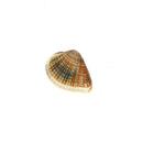Conch Natural Craft shell Aquarium Fish Tank Landscape Home Decor DIY Materia Gw