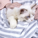 Cat-Carrying Backpack Rabbit Hug Cat Hair Apron Anti-Stick Hair Hug Dog Clo