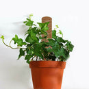 Home Climbing Plants Stick Coir Totem Pole Creeper Trelli Frame Durable Balcony