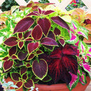 50 pcs mix colors blumei seeds colorful flower leaves plant home garden LJ