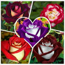 250X Rose SeedsRare Osiria Rose heirloom Chinese Rose Flower qua High W0T7 K2C5