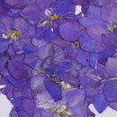 50pcs Pressed Flower Real Natural Dried Flowers for DIY Handmade Craft Blue