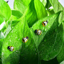 Mini Wooden Self & No Adhesive Ladybird/Bees Scrapbooking New H9H5 T4K0 K0X P9D0