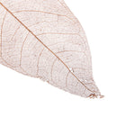 100Pcs Natural Dried Magnolia Skeleton Leaves Bookmarks Decoration DIY HOT