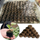 Peat Pellets Seed Starting Plugs Seeds Seedling Soil Compressed Mud Hot