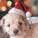 Winter Warm Pet Cat Dog Santa Claus Hat Christmas Xmas Plush Cap Decor Supply
