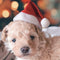 Winter Warm Pet Cat Dog Santa Claus Hat Christmas Xmas Plush Cap Decor Supply