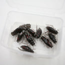 10pcs/Bag Cricket Fishing Lures Black Soft Insect Artificial Bait M&E
