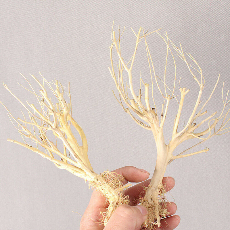 Terrarium Environments Small Aquarium Driftwood Snakes Landscaping Fish Tanks