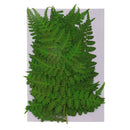12Pcs Pressed Leaves Dried Flowers for Scrapbook Card Art Craft DIY Material