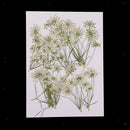 10 Pieces Lace Flower Dried Flowers Embellishments for DIY Phone Case Decoration