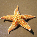 2Pcs Natural Dried Starfish Sea Star Beach Craft Wedding Party Home Decor Deluxe