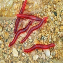 50X Soft Red Earthworm Freshwater Fishing Baits Worm Lures Crankbaits  AWB
