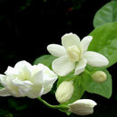 20 pcs Cape Jasmine Jasminiodes White Shrub Aromatic Flower Seeds Plant A6T4