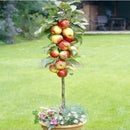 2015 Mysterious 20pcs Per Bag Bonsai  Tree Seeds Fruit Plants Hihs LJ