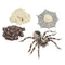 4 Pieces Life Cycle of a Spider, Animal Growth Cycle Includes Egg, Larva,