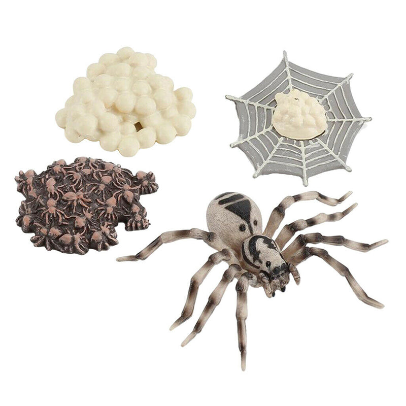 4 Pieces Life Cycle of a Spider, Animal Growth Cycle Includes Egg, Larva,