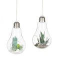 Glass Hanging Vase Planter Succulent Air Plant Pot Landscape Ornament 2-pot