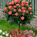 50pcs orange rose seeds garden flower seeds bonsai tree fragrant plant LJ