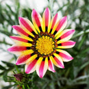 50X GAZANIE GAZANIEN GAZANIA SONNENBLUME ASTER ASTERN G6Z8 HERRLICH-LEUCHTE S1P5