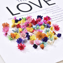 200Pcs Dried Flower Head Daisy Glass Cover Nail Art Filling Epoxy Hand Craft DIY