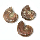 Iridescent Ammonite Natural Ammolite Facet Specimen Fossil Madagascar