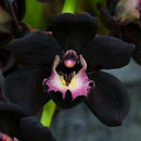 100pcs Black Cymbidium Faberi Orchid Flower Seeds Garden Decor Plant Need Supply