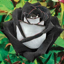 250X Rose SeedsRare Osiria Rose heirloom Chinese Rose Flower qua High W0T7 K2C5