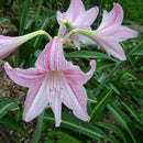 Beautiful 2 Bulbs Plants Elvas Double Amaryllis HIPPEASTRUM Elvas Amarylli Q7Y9