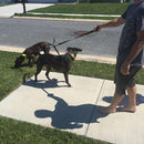 Double Dual Dog Leash,No Tangle Dog Lead With Padded Handle For Two Dogs